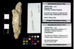 Foto (Objekt + Etikett) von Discutiolira moesica (Muţiu & Bădăluţă, 1971)  (NHMW-GEO-1990-0041-2996)